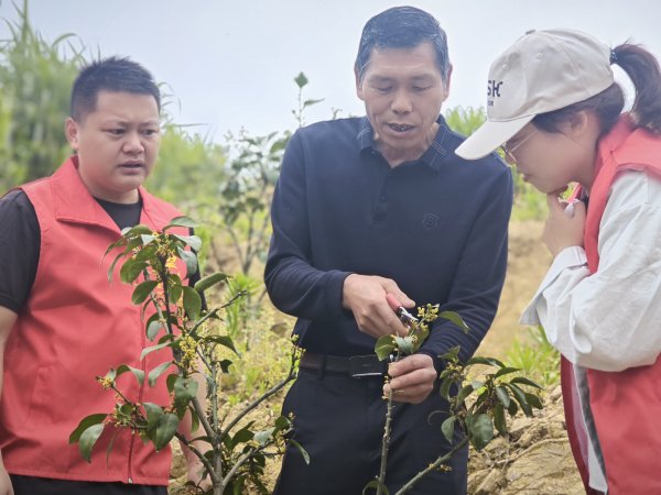 股票配资公司排行 歙县新溪口乡：志愿服务赋能“红美人”柑桔产业  科技兴农绘就乡村振兴新图景_大皖新闻 | 安徽网